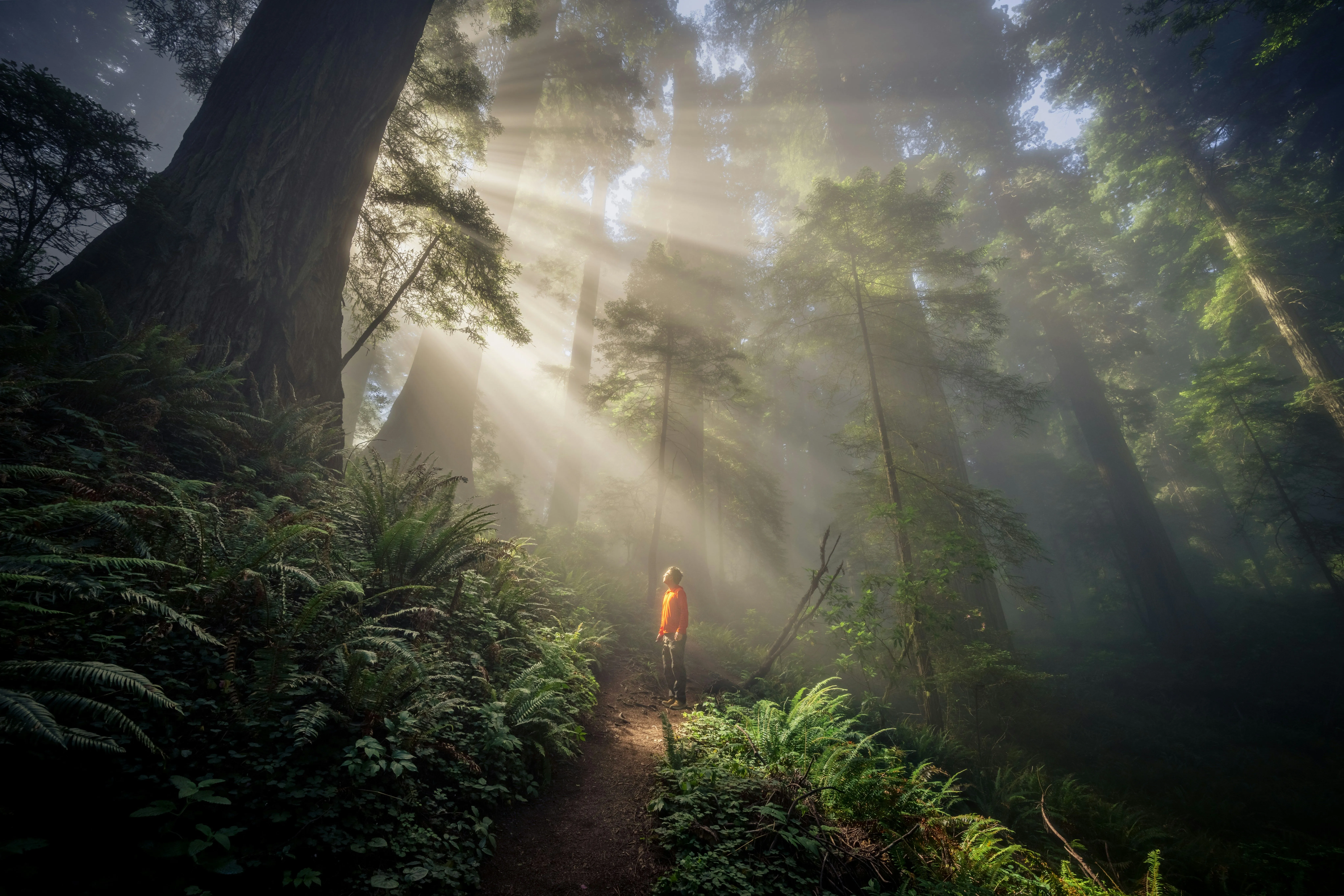 Man in forest looking towards sun rays