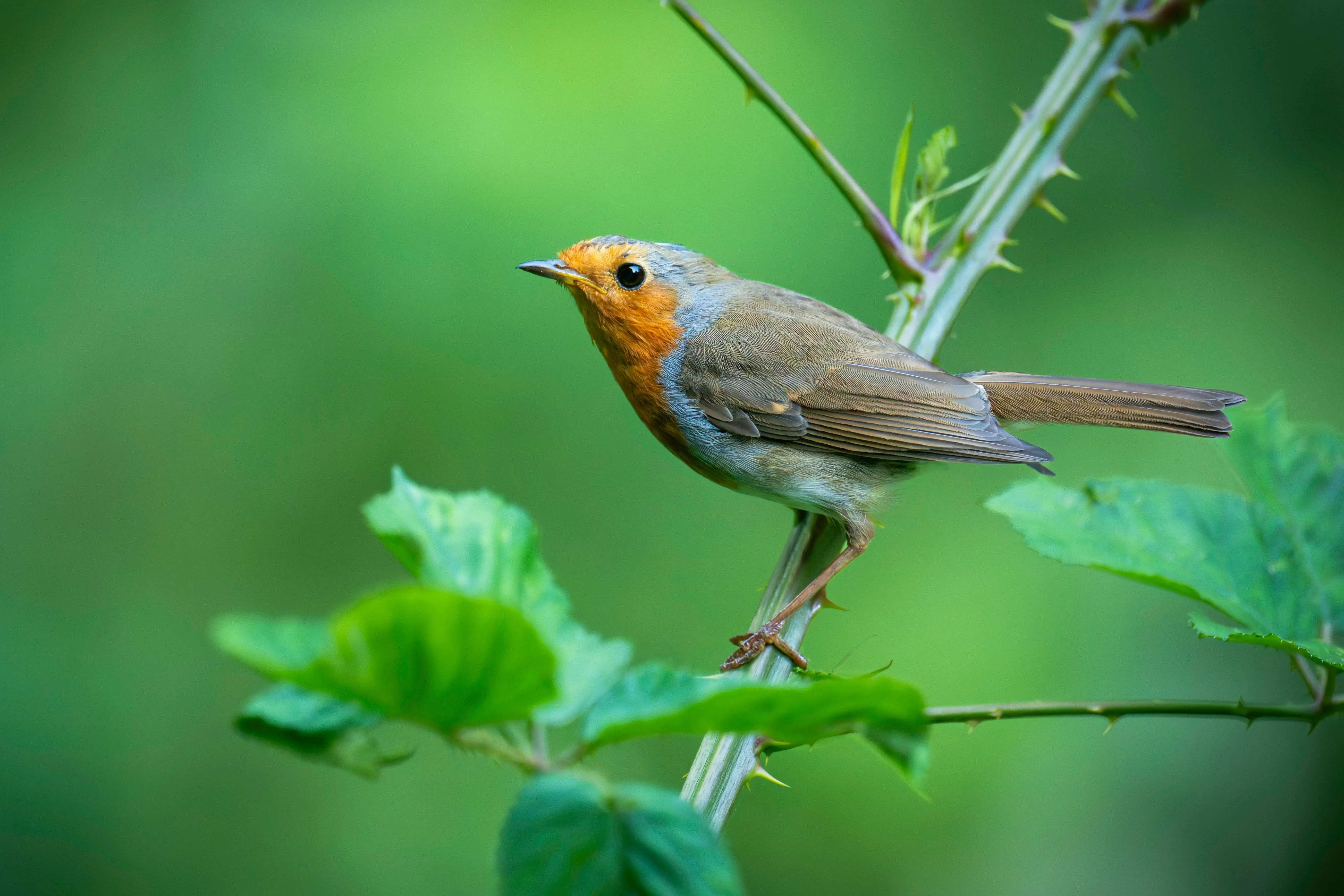 Robin perched on thorny foliage