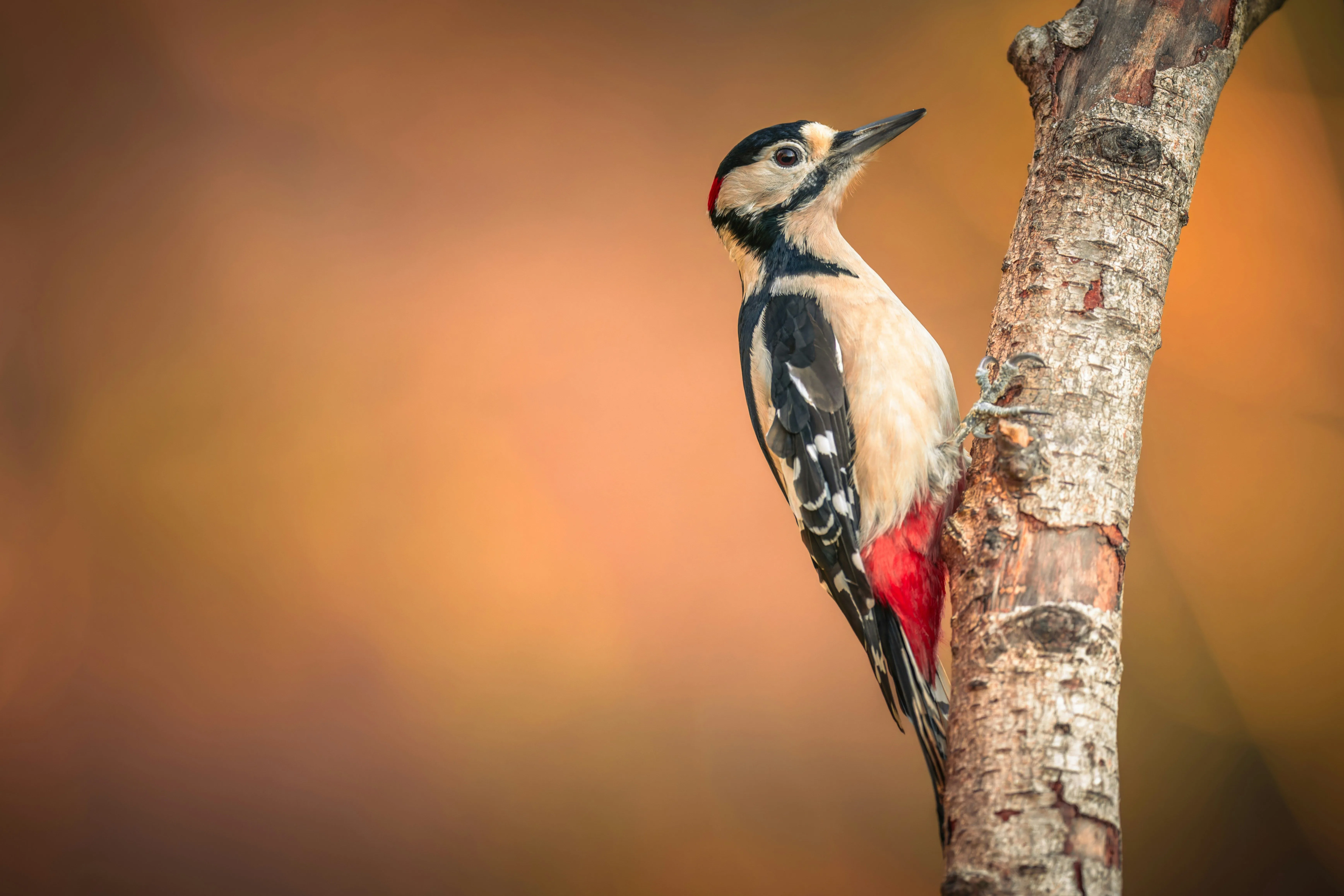 Woodpecker perched on branch