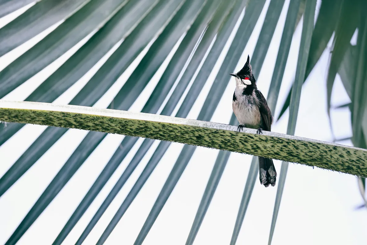 Bird on a branch