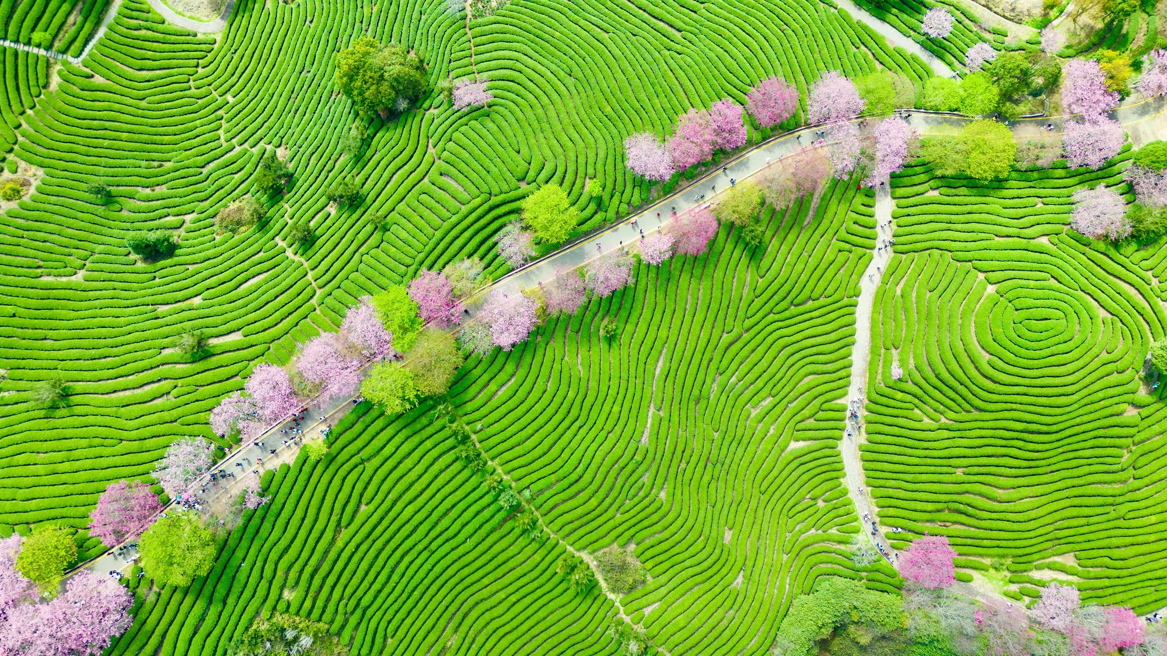 Overhead view of people walking on path bordered by blooming cherry trees in a garden