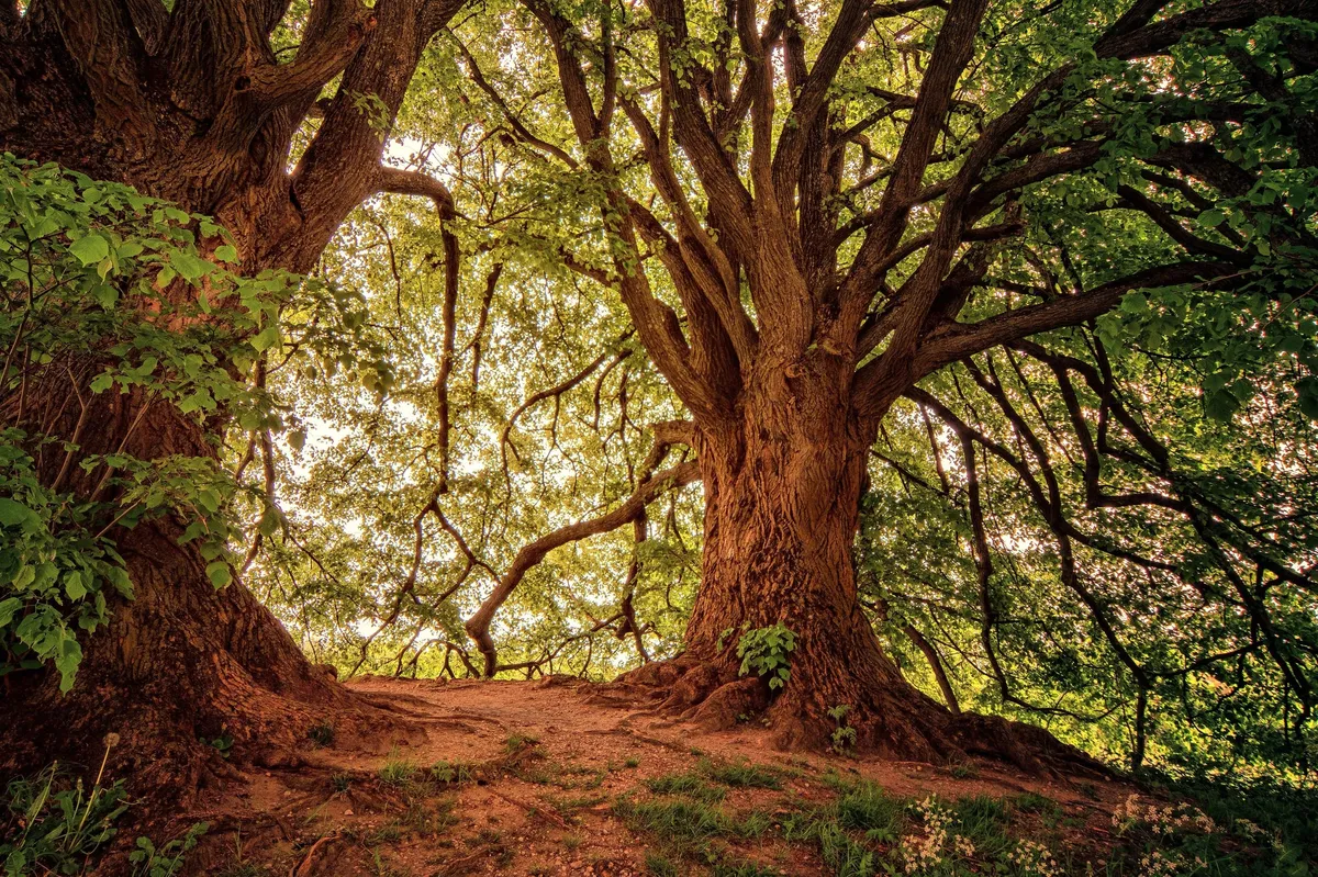 Tree in a forest