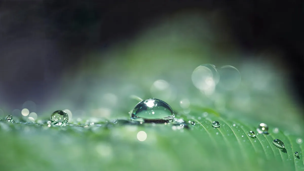 Dew on a leaf