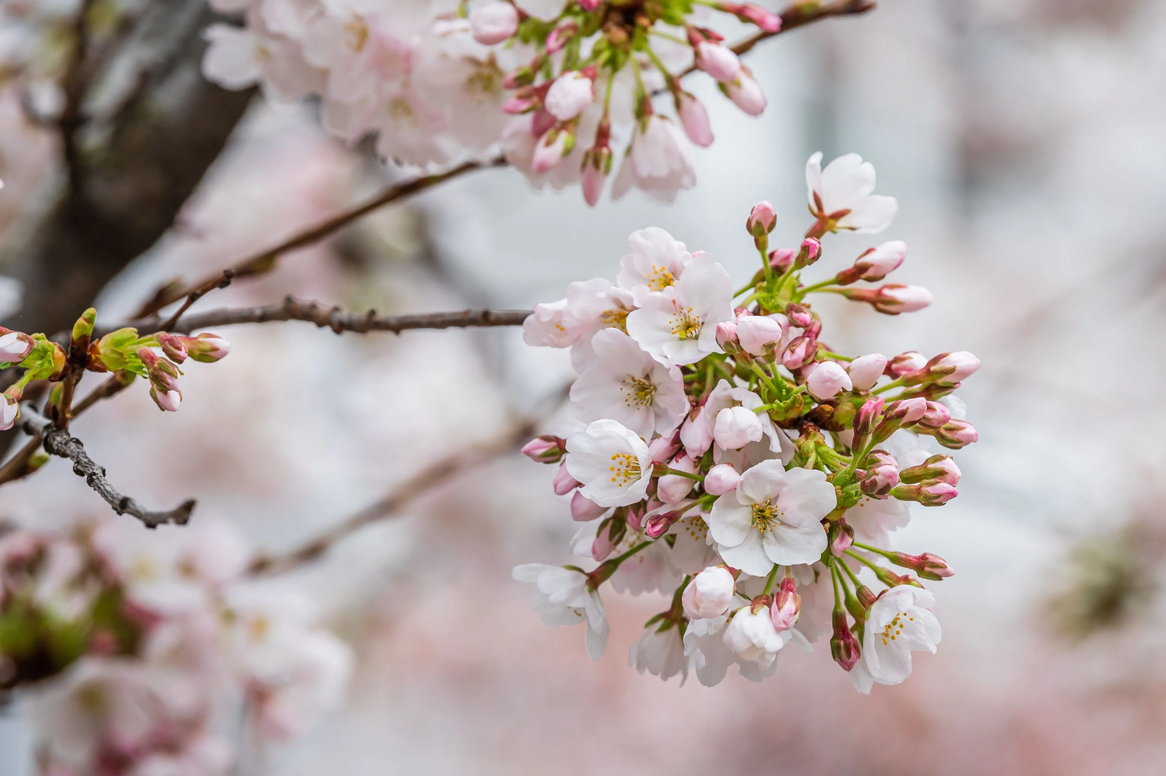 Blooms on a tree