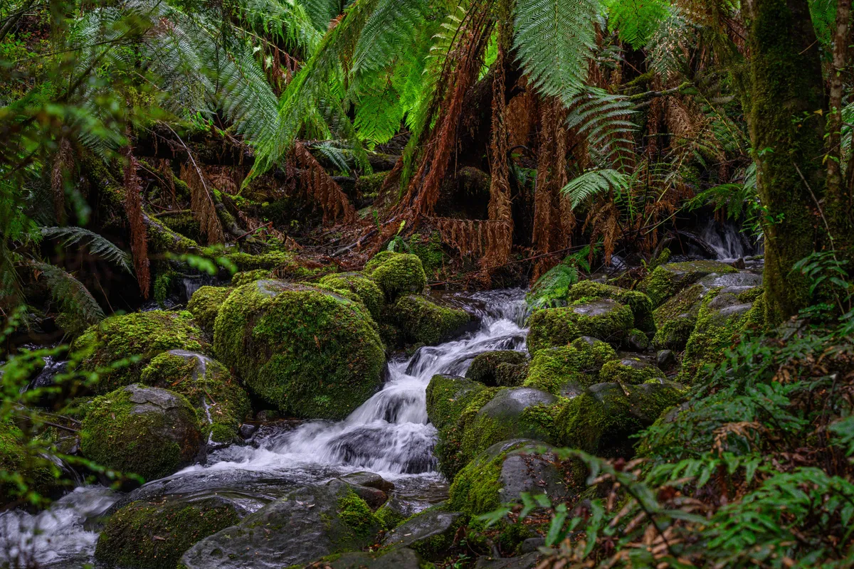 Stream through a forest