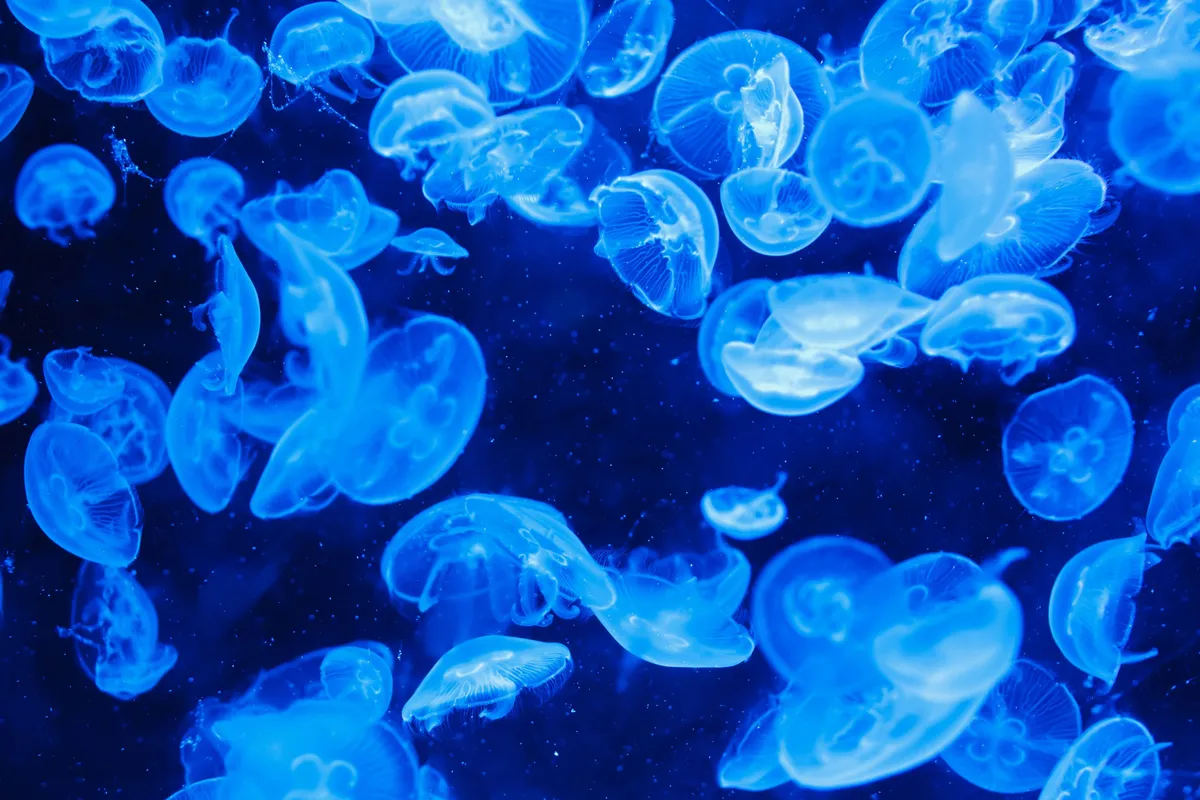Multiple jellyfish suspended in their habitat