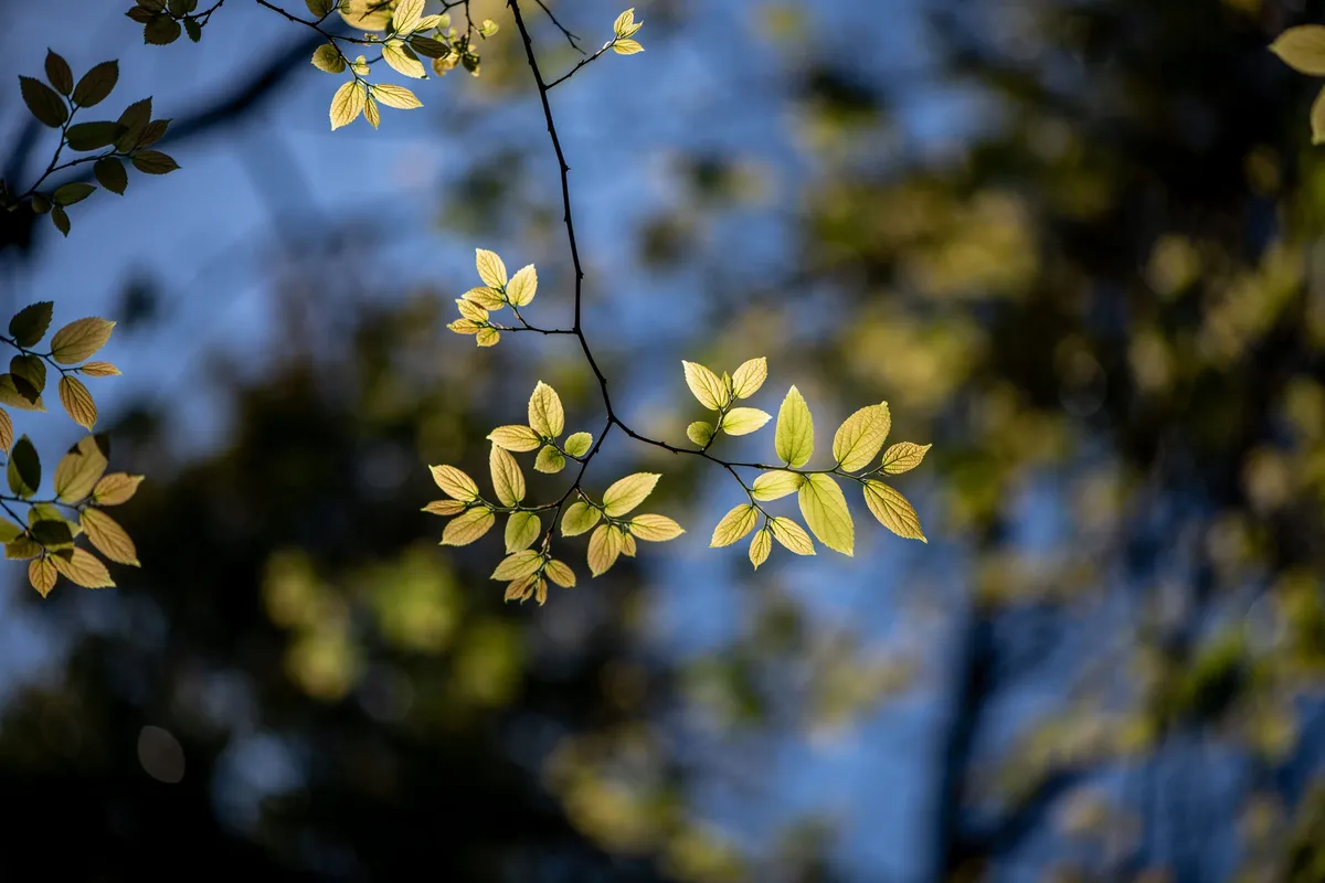 Sunlight twig against forest background
