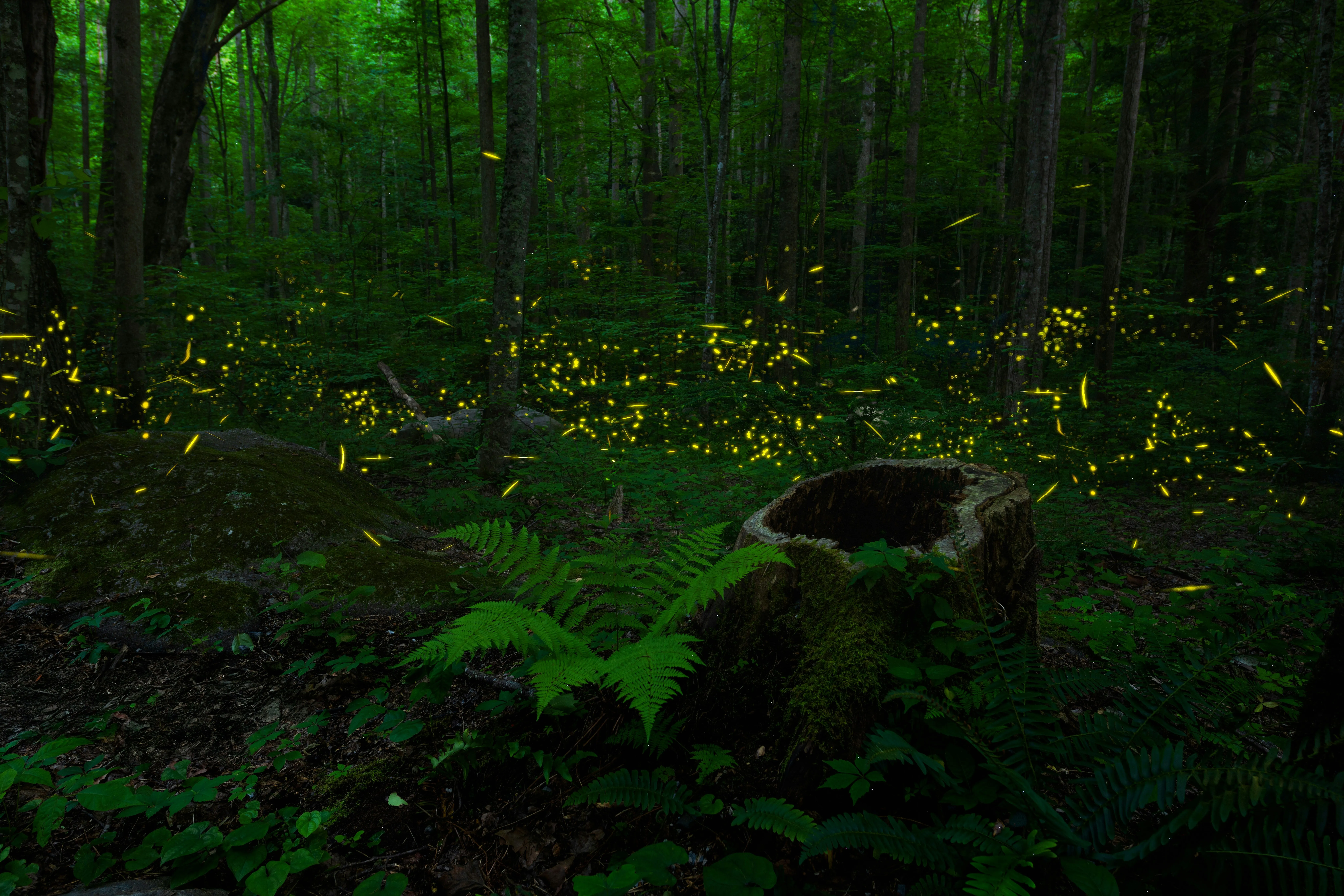 Fireflies in a forest at dusk